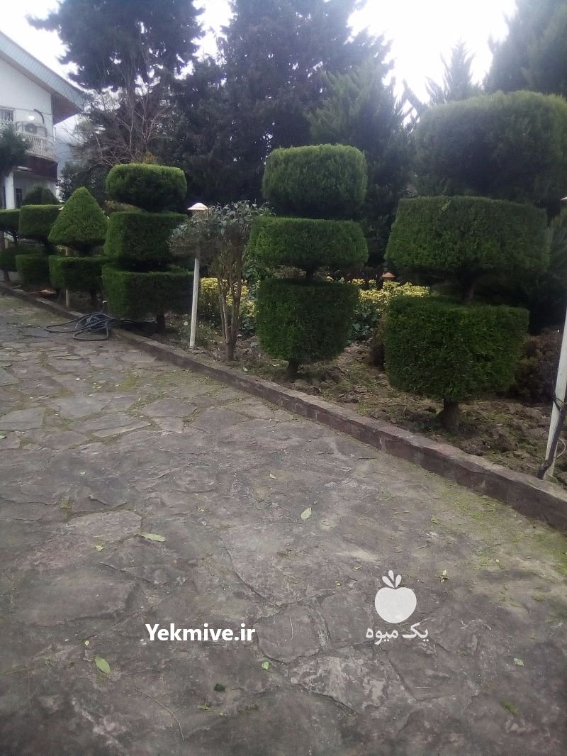 نگهداری باغچه وباغ در نوشهر در گروه باغدار - باغداری نگهدار کشاورز باغبان در یکمیوه -عکس1