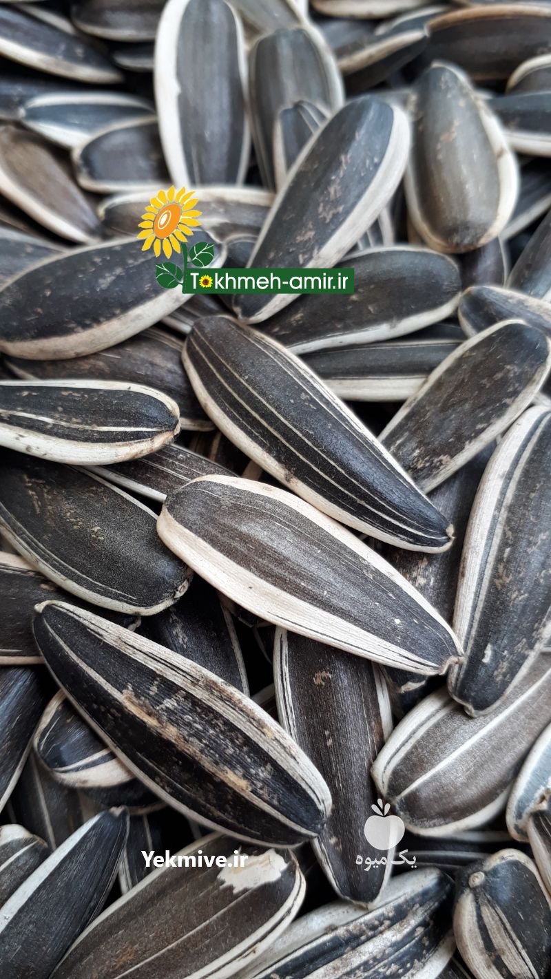 تخمه دورسفید وتخمه سیاه در چالوس در گروه انواع خشکبار - فروش مغز دانه فروش عمده در یکمیوه -عکس1