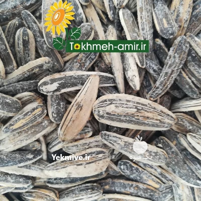 تخمه دورسفید وتخمه سیاه در چالوس در گروه انواع خشکبار - فروش مغز دانه فروش عمده در یکمیوه -عکس2