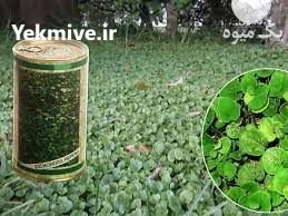 بذر چمن شبدر زینتی در اصفهان در گروه خرید فروش سایر محصولات تجهیزات کشاورزی در یکمیوه -عکس1