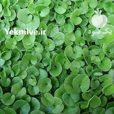 بذر چمن شبدر زینتی در اصفهان در گروه خرید فروش سایر محصولات تجهیزات کشاورزی در یکمیوه -عکس2