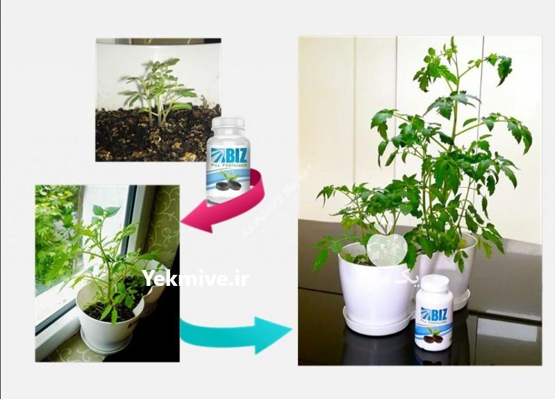 قرص کود ارگانیک در تهران در گروه خرید فروش کود و مواد شیمیایی - اوره پتاس مرغی کمپوست آهن در یکمیوه -عکس3