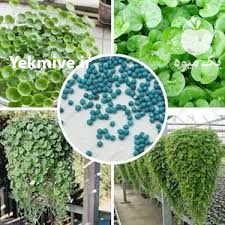 شبدر زینتی  بذر چمن در تهران در گروه خرید فروش بذر - انواع محصول کشاورزی گوجه کتان میوه درخت در یکمیوه -عکس3