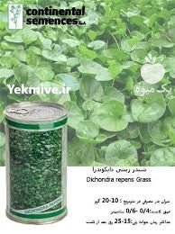 شبدر زینتی  بذر چمن در تهران در گروه خرید فروش بذر - انواع محصول کشاورزی گوجه کتان میوه درخت در یکمیوه -عکس4