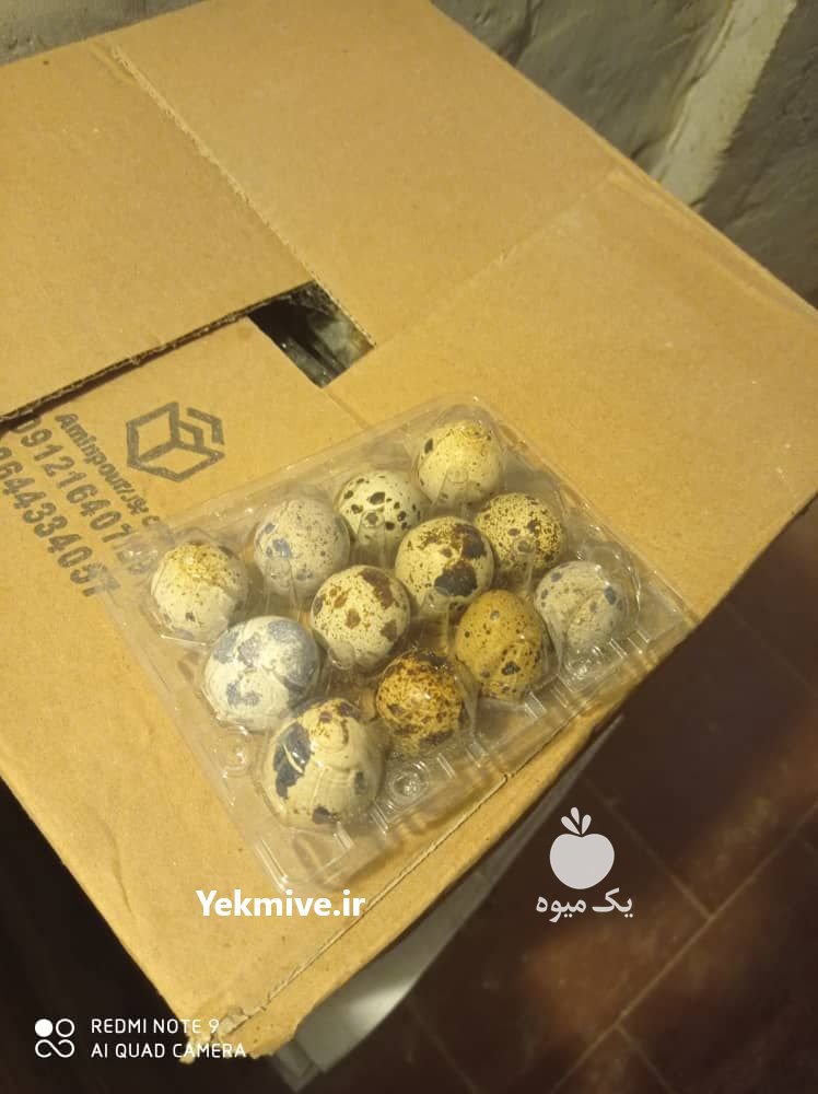 فروش تخم مرغ و بلدرچین بدون واسطه در قائم شهر در گروه مرغ و خروس و بوقلمون و اردک قو قاز در یکمیوه -عکس2
