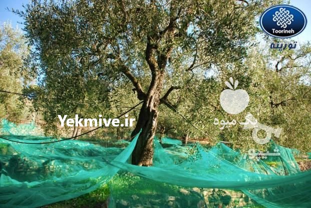 توری شید گلخانه  ،  توری سایبان در تهران در گروه خرید فروش عمده سایر محصولات گلخانه ای در یکمیوه -عکس4