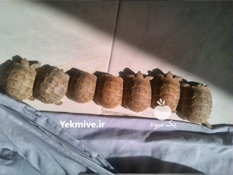 لاکپشت خاکی در اسارت تولد شده در شیراز در فارس در گروه حیوانات خانگی - خرید و فروش در یکمیوه -عکس1