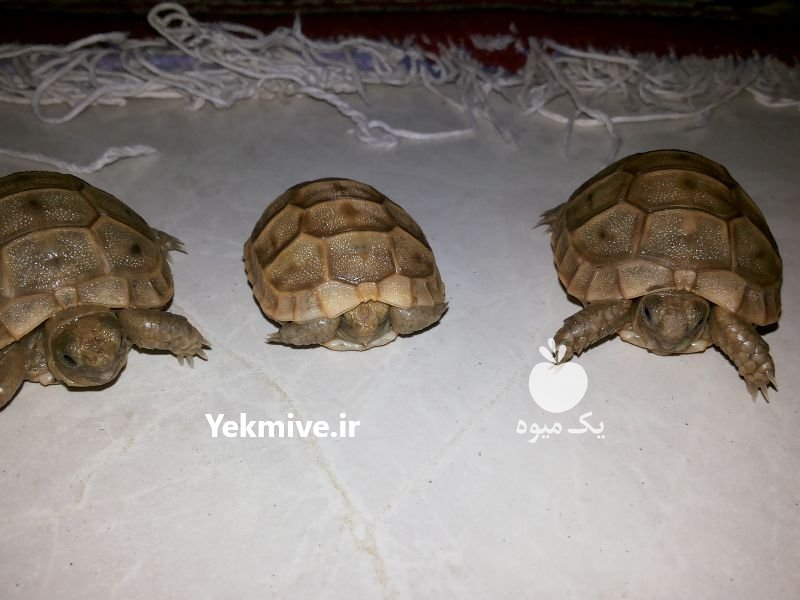 لاکپشت خاکی در اسارت تولد شده در شیراز در فارس در گروه حیوانات خانگی - خرید و فروش در یکمیوه -عکس2