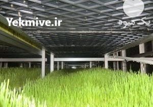 سینی وتجهیزات دستگاه تولید علوفه در کرمان  در گروه خرید فروش تجهیزات گلخانه - صنعتی خانگی هوشمند دست دوم در یکمیوه -عکس1