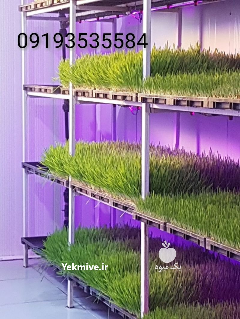 سینی وتجهیزات دستگاه تولید علوفه در کرمان  در گروه خرید فروش تجهیزات گلخانه - صنعتی خانگی هوشمند دست دوم در یکمیوه -عکس2