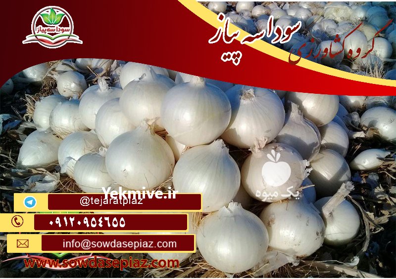 فروش عمده انواع پیاز زرد و قرمز در دزفول در گروه خرید فروش عمده سایر محصولات زراعی سر زمین در یکمیوه -عکس2