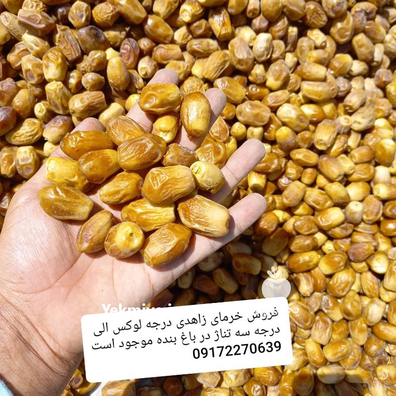 فروش خرمای زاهدی سال 1400 در پارس آباد در گروه خرید فروش عمده خرما - کبکاب تازه زاهدی خشک خارک در یکمیوه -عکس1