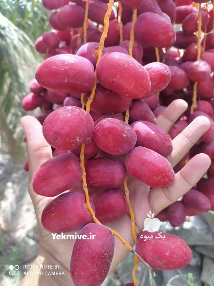 فروش خرمای زاهدی سال 1400 در پارس آباد در گروه خرید فروش عمده خرما - کبکاب تازه زاهدی خشک خارک در یکمیوه -عکس2