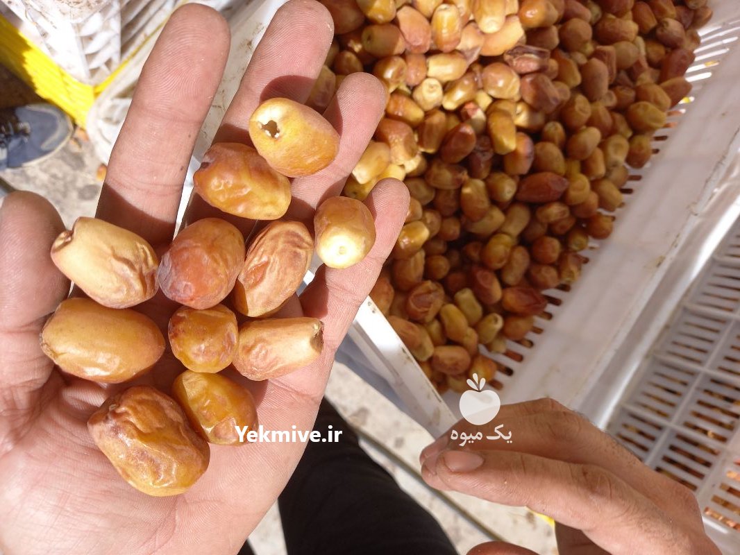 فروش خرمای زاهدی سال 1400 در پارس آباد در گروه خرید فروش عمده خرما - کبکاب تازه زاهدی خشک خارک در یکمیوه -عکس4