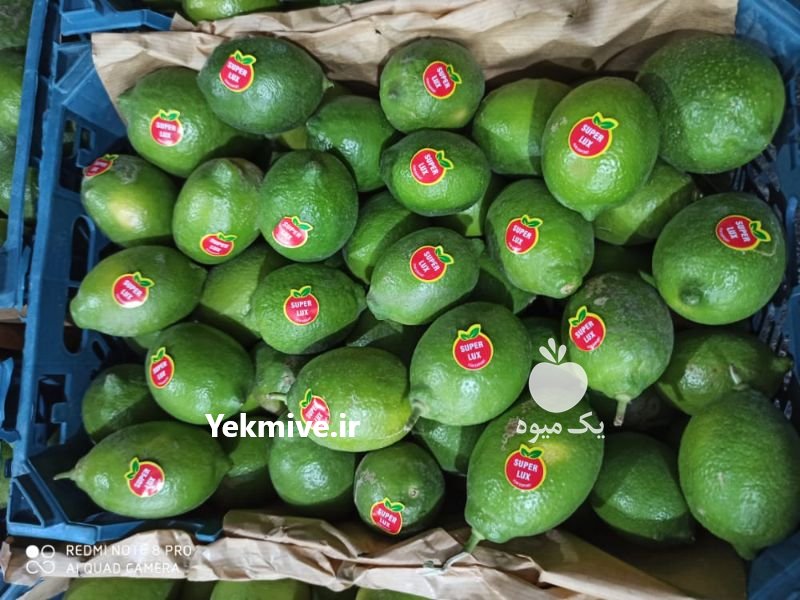 فروش لیموترش لیمو سنگی در خنج در گروه خرید فروش عمده لیمو ترش - شیرازی باریج سنگی در یکمیوه -عکس1