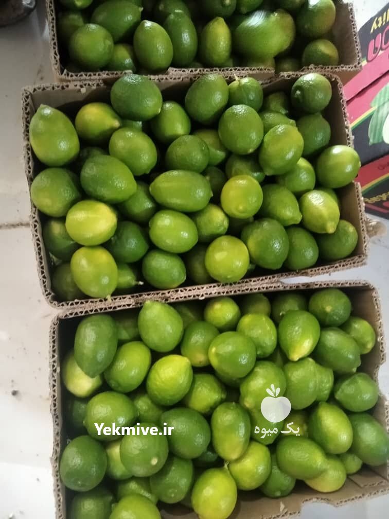 فروش لیموترش لیمو سنگی در خنج در گروه خرید فروش عمده لیمو ترش - شیرازی باریج سنگی در یکمیوه -عکس3