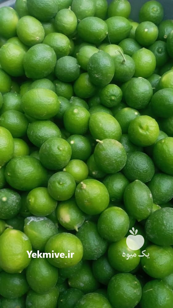 فروش لیموترش لیمو سنگی در خنج در گروه خرید فروش عمده لیمو ترش - شیرازی باریج سنگی در یکمیوه -عکس4