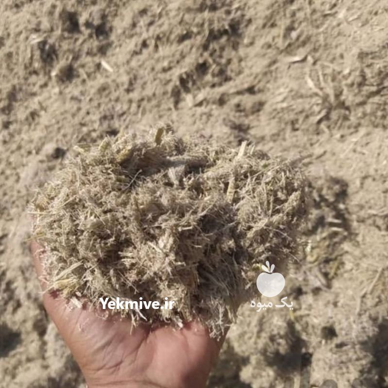 فروش کاه نیشکر ملاس و فشنگی در امین شهر در گروه گاو و گوسفند و میش و بز کهره گوساله سمینتال در یکمیوه -عکس2