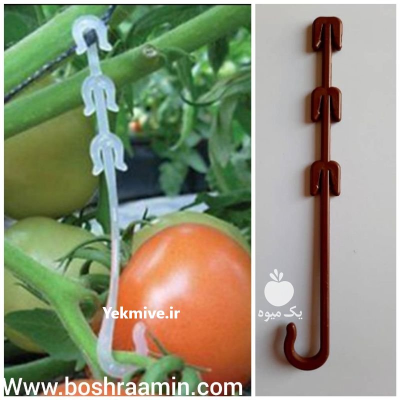 فروش قلاب عصایی بوته در تهران در گروه خرید فروش عمده سایر محصولات گلخانه ای در یکمیوه -عکس1