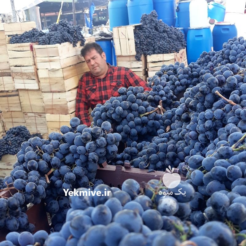 انگورسیاه شانی سنندج وسردشت در تهران در گروه بار بارکن خرید و فروش عمده محصولات کشاورزی باربارکن میوه گوجه در یکمیوه -عکس1
