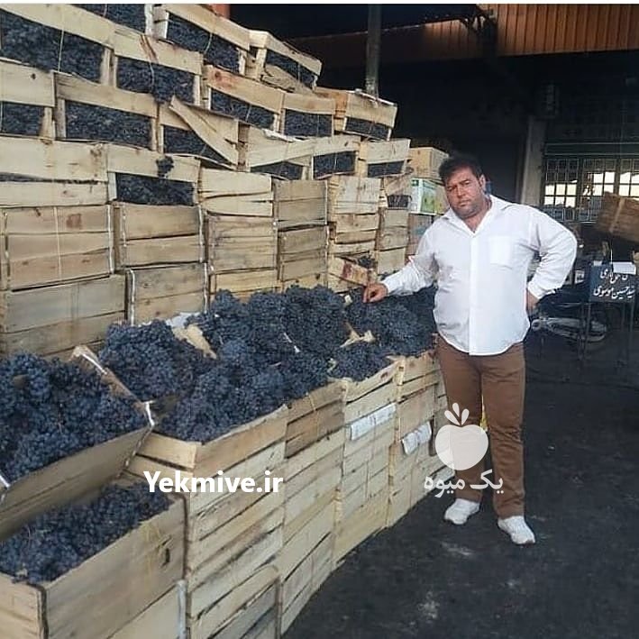 انگورسیاه شانی سنندج وسردشت در تهران در گروه بار بارکن خرید و فروش عمده محصولات کشاورزی باربارکن میوه گوجه در یکمیوه -عکس2