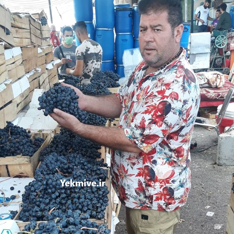 انگورسیاه شانی سنندج وسردشت در تهران در گروه بار بارکن خرید و فروش عمده محصولات کشاورزی باربارکن میوه گوجه در یکمیوه -عکس3