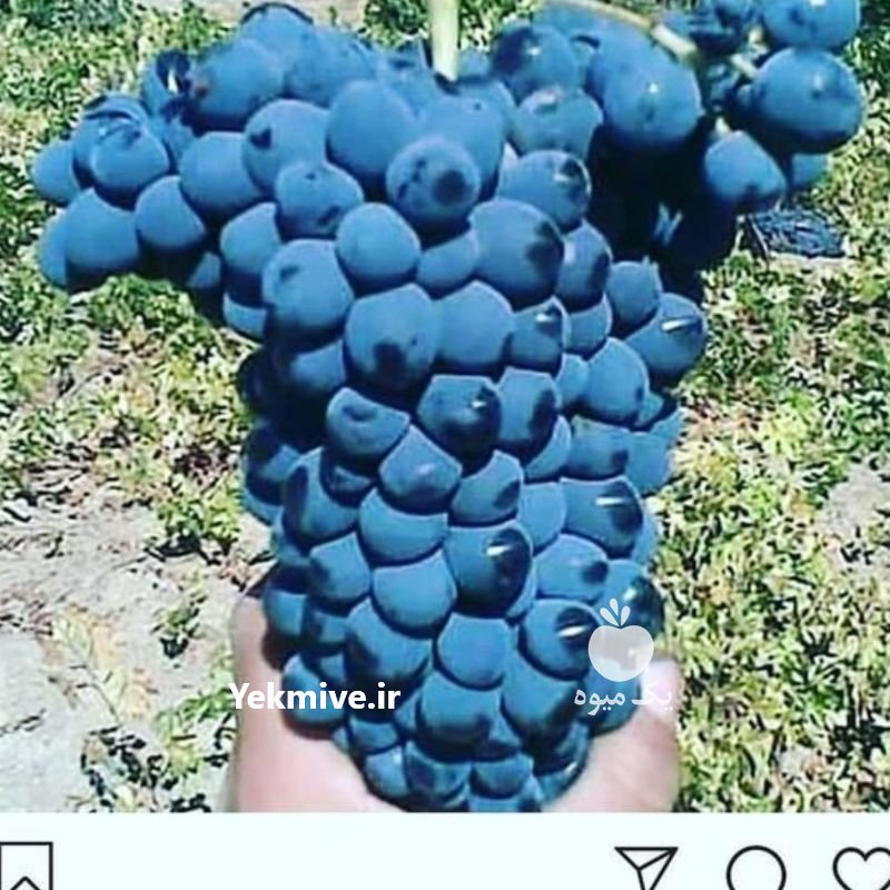 انگورسیاه شانی سنندج وسردشت دیم در تهران در گروه خرید فروش عمده انگور - یاقوتی شانی عسگری بی دانه قرمز در یکمیوه -عکس1