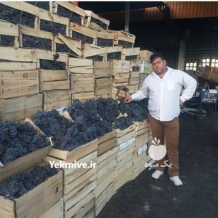 انگورسیاه شانی میوه مجلسی تالار در تهران در گروه خرید فروش عمده انگور - یاقوتی شانی عسگری بی دانه قرمز در یکمیوه -عکس1