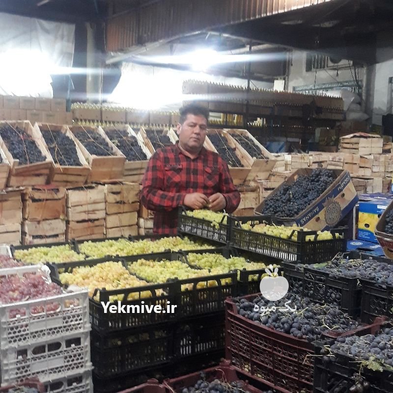 انگورسیاه شانی میوه مجلسی تالار در تهران در گروه خرید فروش عمده انگور - یاقوتی شانی عسگری بی دانه قرمز در یکمیوه -عکس3
