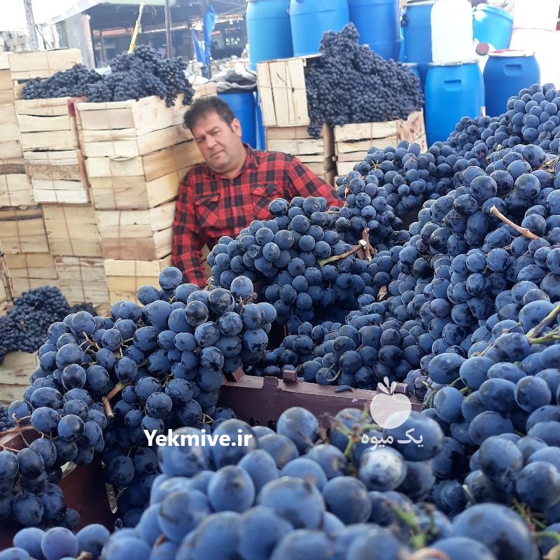 انگورسیاه شانی میوه مجلسی تالار در تهران در گروه خرید فروش عمده انگور - یاقوتی شانی عسگری بی دانه قرمز در یکمیوه -عکس4