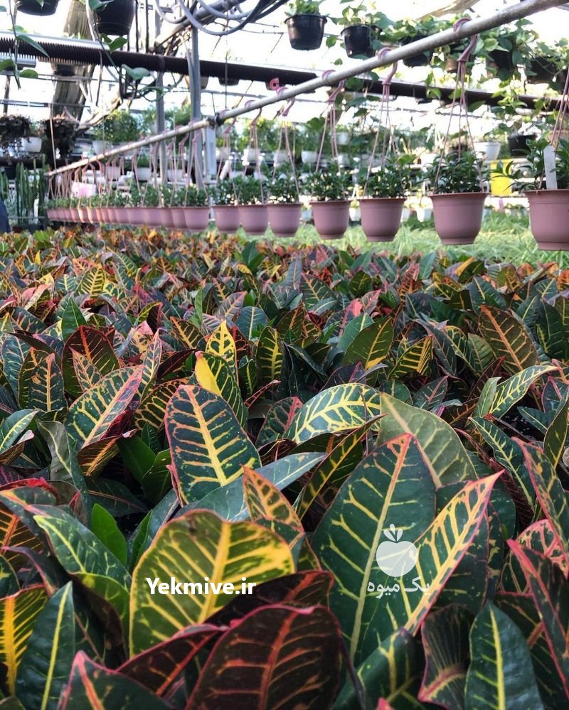 آموزش پرورش گیاهان آپارتمانی در تهران در گروه سایر خدمات - حوزه محصولات کشاورزی و دامپروری در یکمیوه -عکس1