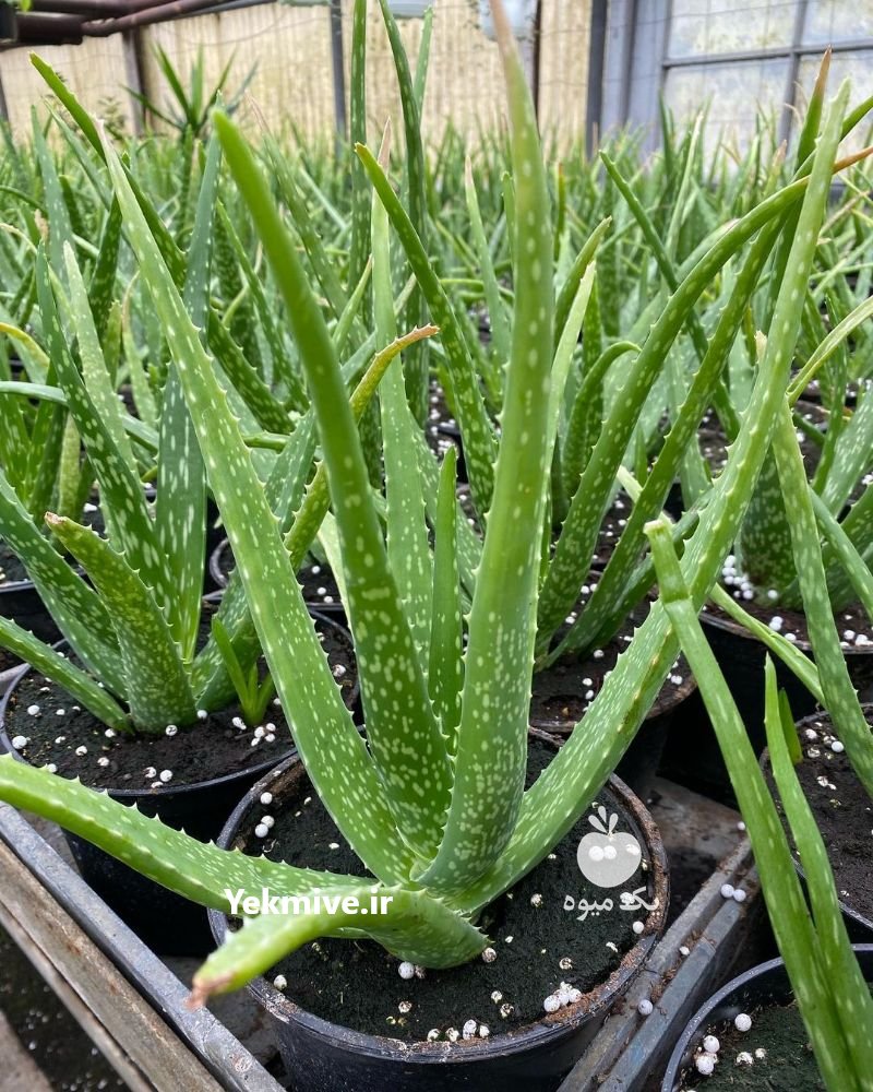 آموزش پرورش گیاهان آپارتمانی در تهران در گروه سایر خدمات - حوزه محصولات کشاورزی و دامپروری در یکمیوه -عکس3