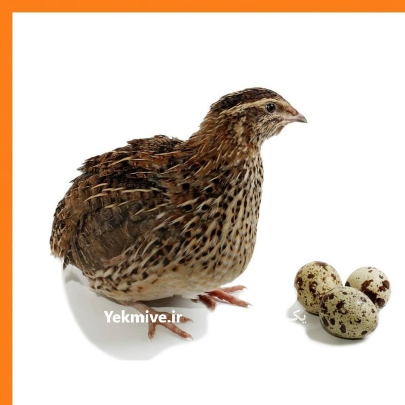 دوره آموزشی پرورش بلدرچین در تهران در گروه سایر محصولات دام و طیور در یکمیوه -عکس1