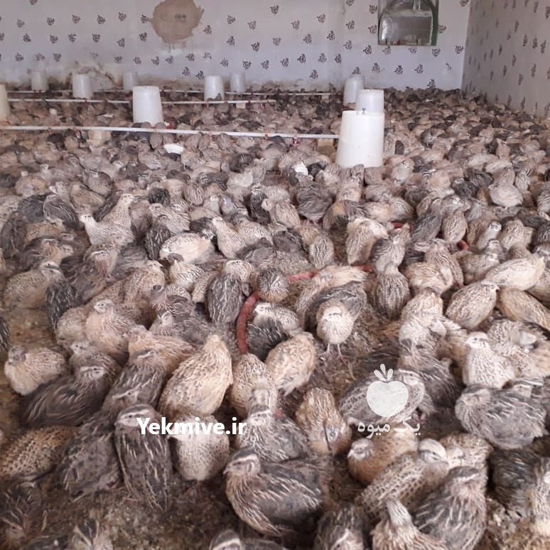 دوره آموزشی پرورش بلدرچین در تهران در گروه سایر محصولات دام و طیور در یکمیوه -عکس2