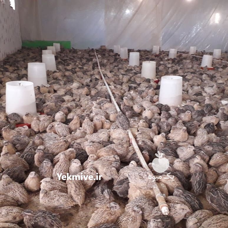 دوره آموزشی پرورش بلدرچین در تهران در گروه سایر محصولات دام و طیور در یکمیوه -عکس3