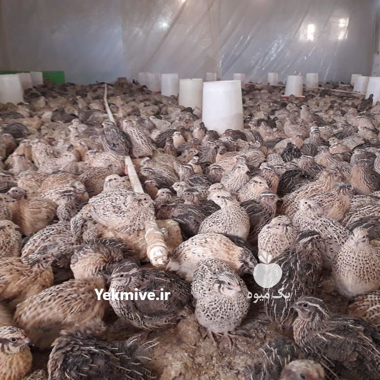 دوره آموزشی پرورش بلدرچین در تهران در گروه سایر محصولات دام و طیور در یکمیوه -عکس4