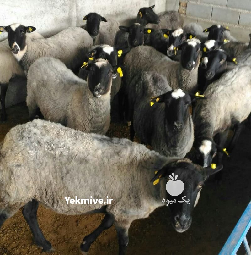 دوره آموزشی پرورش گوسفند رومانف در تهران در گروه گاو و گوسفند و میش و بز کهره گوساله سمینتال در یکمیوه -عکس1