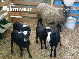 دوره آموزشی پرورش گوسفند رومانف در تهران در گروه گاو و گوسفند و میش و بز کهره گوساله سمینتال در یکمیوه -عکس2