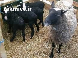 دوره آموزشی پرورش گوسفند رومانف در تهران در گروه گاو و گوسفند و میش و بز کهره گوساله سمینتال در یکمیوه -عکس3