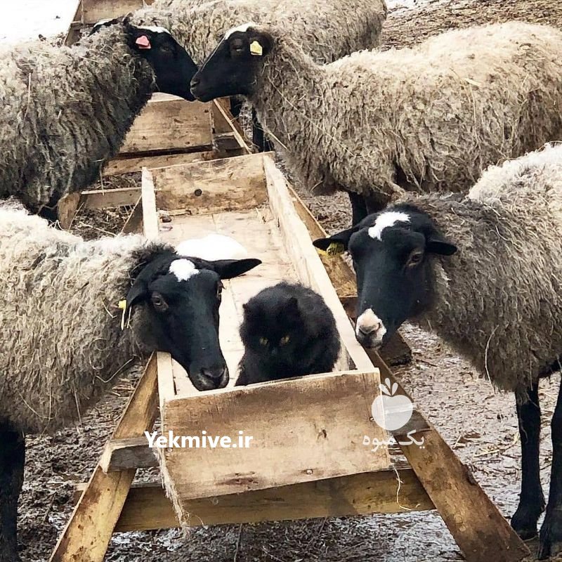 دوره آموزشی پرورش گوسفند رومانف در تهران در گروه گاو و گوسفند و میش و بز کهره گوساله سمینتال در یکمیوه -عکس4