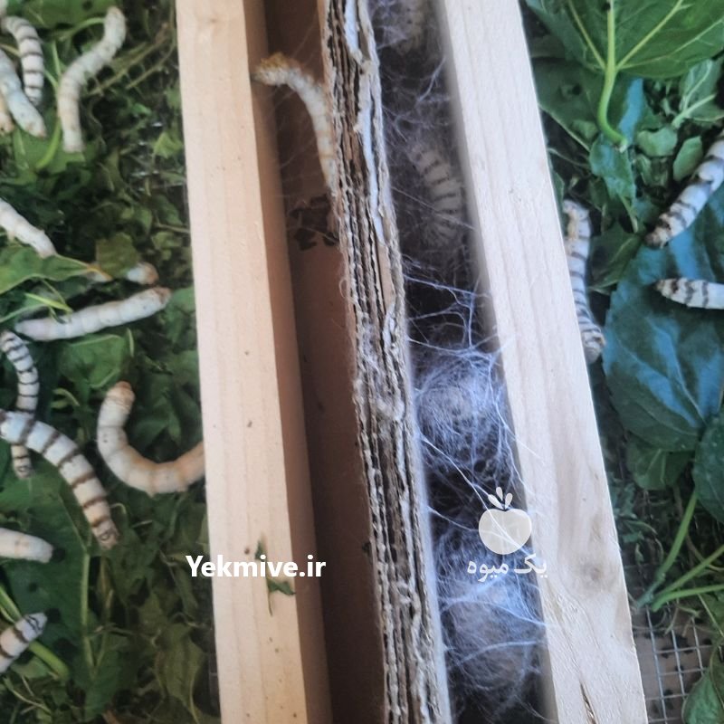 پرورش کرم ابریشم در تهران در گروه سایر محصولات دام و طیور در یکمیوه -عکس1