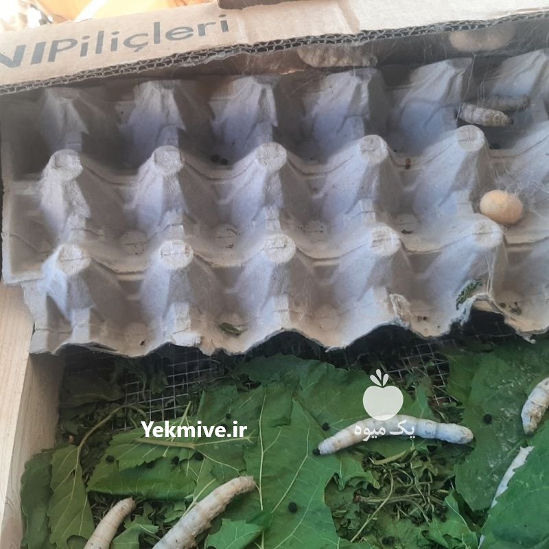 پرورش کرم ابریشم در تهران در گروه سایر محصولات دام و طیور در یکمیوه -عکس2