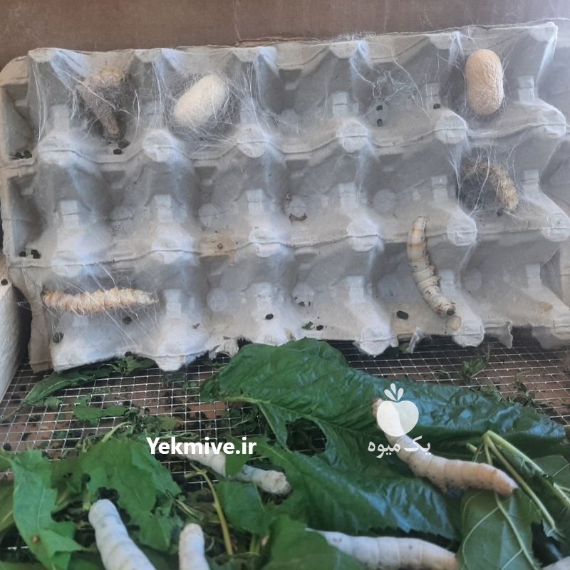 پرورش کرم ابریشم در تهران در گروه سایر محصولات دام و طیور در یکمیوه -عکس3