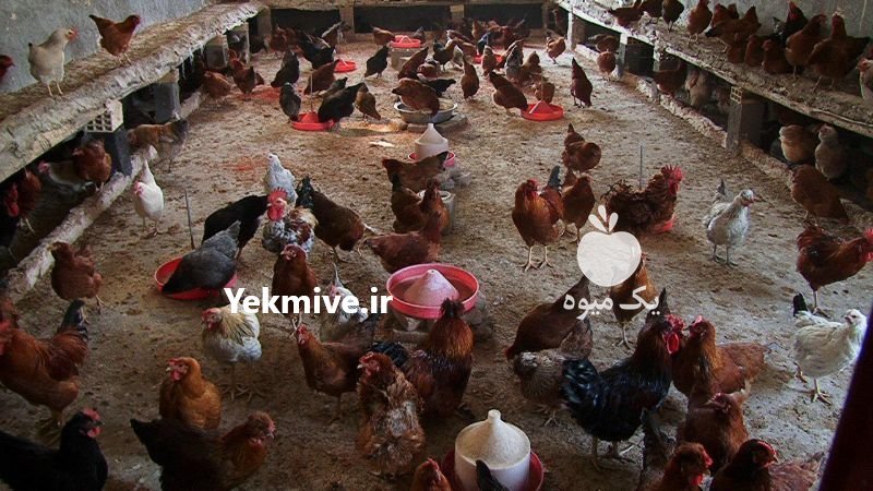 تخم نطفه دار در کاشان در گروه نهاده ها دام و طیور در یکمیوه -عکس1