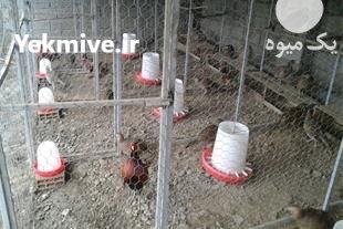 تخم نطفه دار در کاشان در گروه نهاده ها دام و طیور در یکمیوه -عکس2