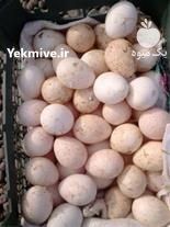 تخم نطفه دار در کاشان در گروه نهاده ها دام و طیور در یکمیوه -عکس3