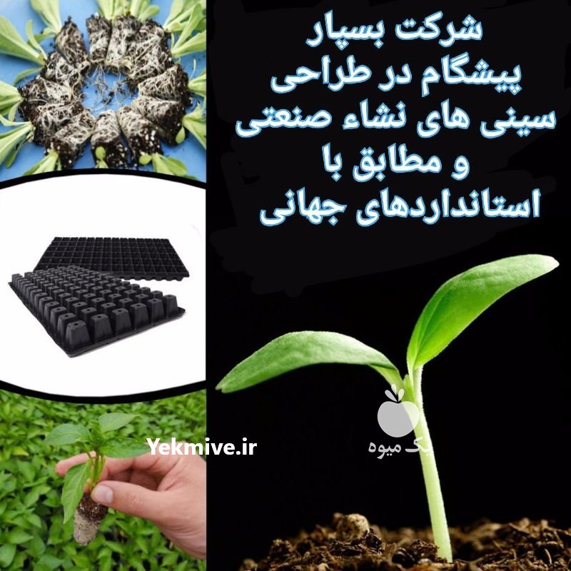 سینی نشا در برازجان در بوشهر در گروه خرید فروش عمده سایر محصولات گلخانه ای در یکمیوه -عکس1
