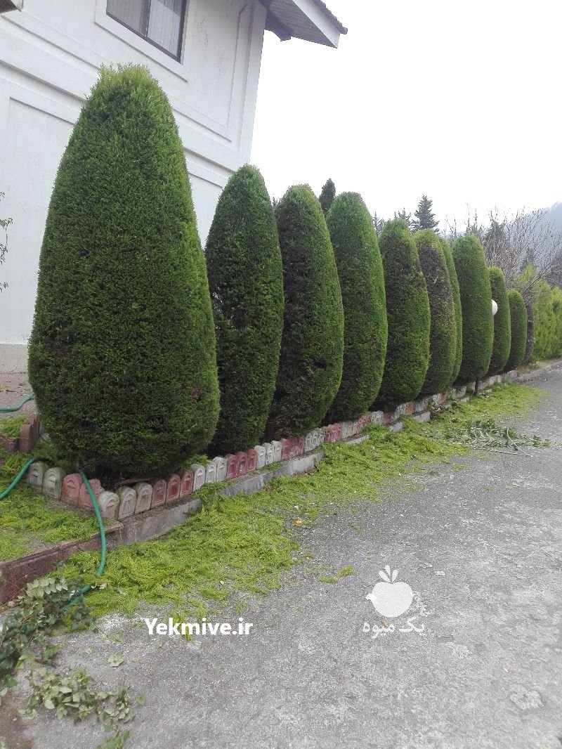 کلیه کارباغبونی ازصفرتاصد در نوشهر در گروه باغدار - باغداری نگهدار کشاورز باغبان در یکمیوه -عکس2