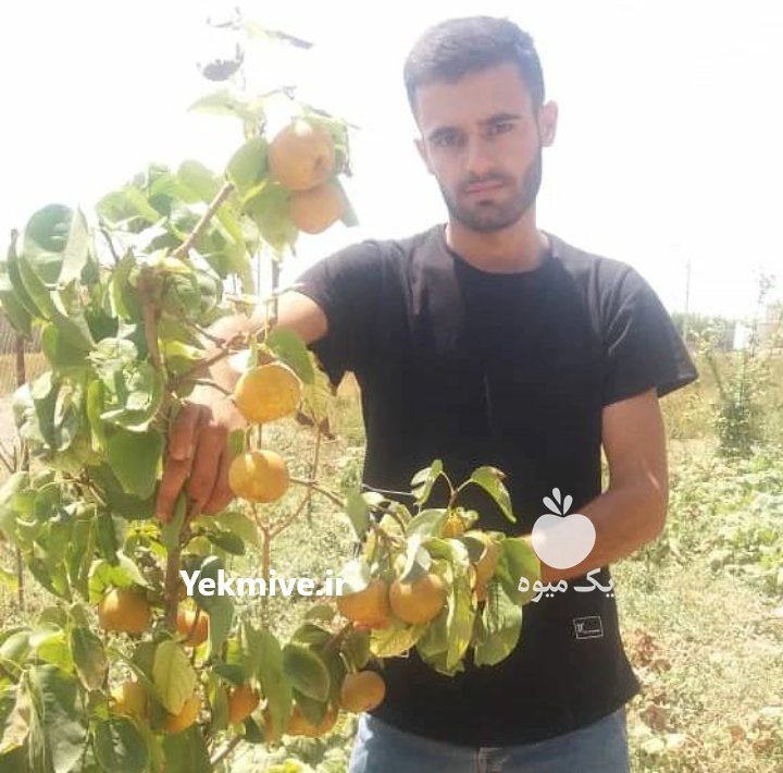 نهال گلابی در میاندوآب در گروه سایر محصولات خاک و تغذیه و نهال در یکمیوه -عکس1