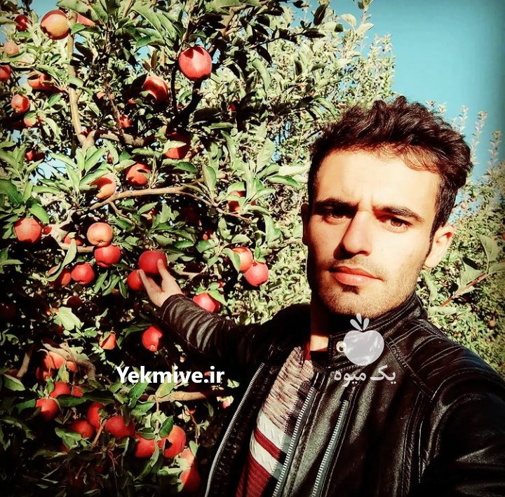 نهالستان سیمین نهال سبز در میاندوآب در گروه خرید فروش نهال - انواع گردو پسته بادام سلطانی انگور در یکمیوه -عکس1